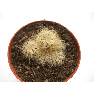 Sulcorebutia patriciae