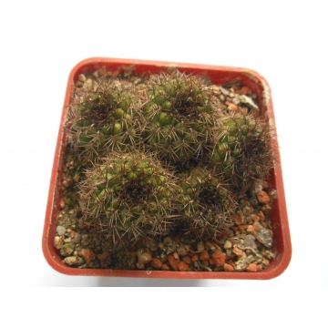 Sulcorebutia naunacaensis