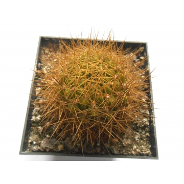 Sulcorebutia jolantana
