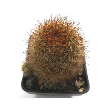 Aylostera tamboensis