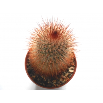 Mammillaria spinosissima