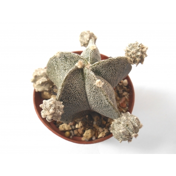 Astrophytum myriostigma cv...
