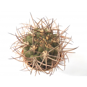 Gymnocalycium saglionis v...