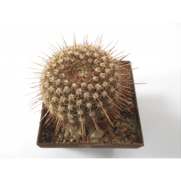 Notocactus rutilans fialový...