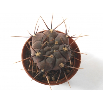 Gymnocalycium striglianum...