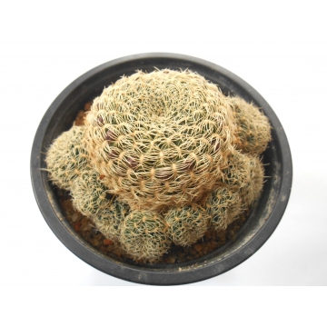 Sulcorebutia albissima KK 1808