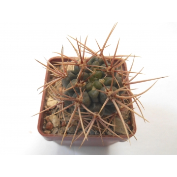Gymnocalycium neuhuberi...