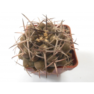 Gymnocalycium delaetii