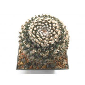 Mammillaria ritteriana