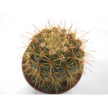 Notocactus roseoluteus