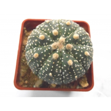 Astrophytum asterias