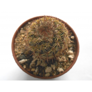 Notocactus rutilans
