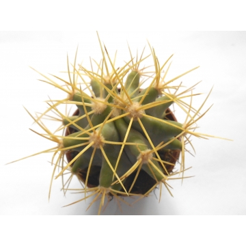Ferocactus glaucescens