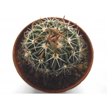 Echinofossulocactus...
