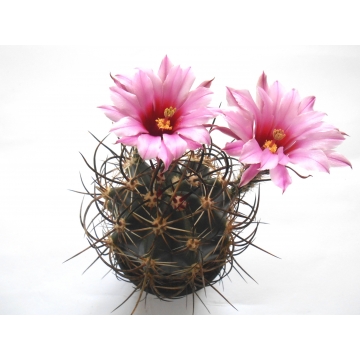 Echinocereus lindsayi