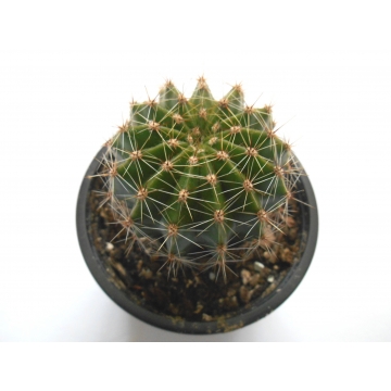Echinopsis eyriesii