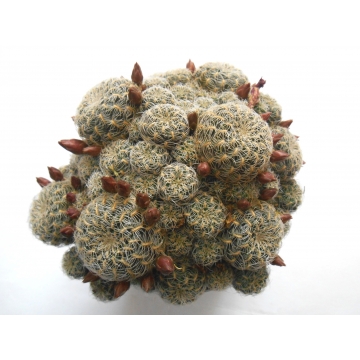 Sulcorebutia crispata