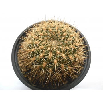 Sulcorebutia purpurea