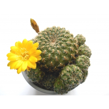 Sulcorebutia elizabethae LH...