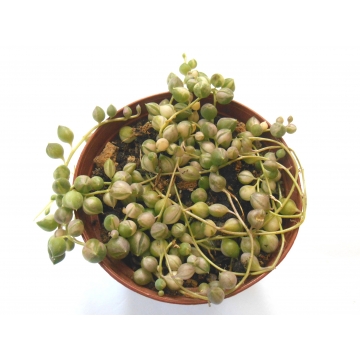 Senecio rowleyanus variegata
