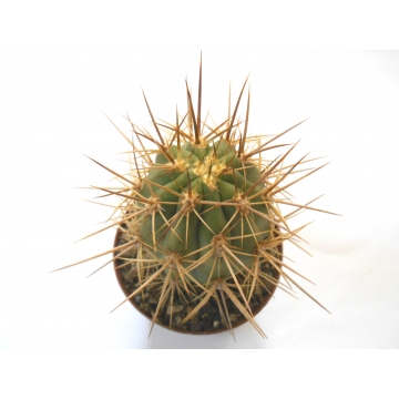 Trichocereus chilensis