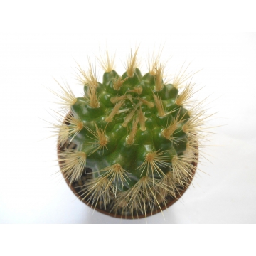 Parodia penicillata
