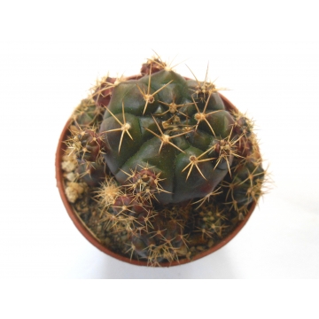 Gymnocalycium damsii...