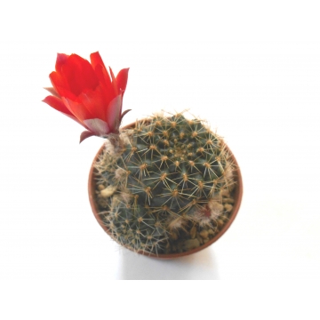 Mediolobivia euanthema...