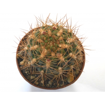 Weingartia lanata