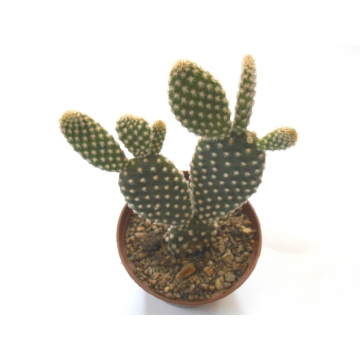 Opuntia microdasys v....