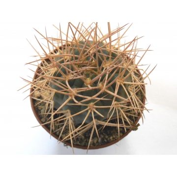 Gymnocalycium pugionacanthum