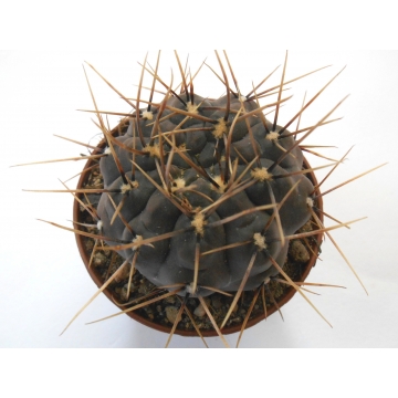 Gymnocalycium borthii