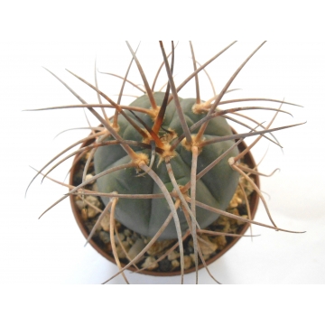 Gymnocalycium cardenasianum