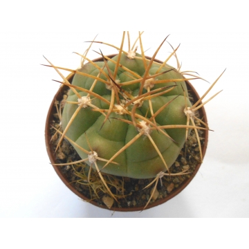 Gymnocalycium chiquitanum