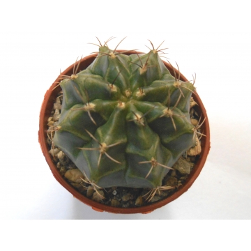 Gymnocalycium mihanovichii...