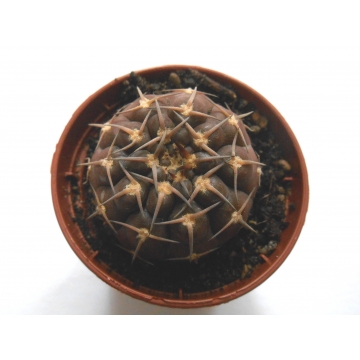 Gymnocalycium kozelskyanum