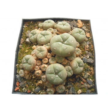 Lophophora williamsii