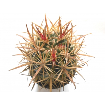 Ferocactus fordii