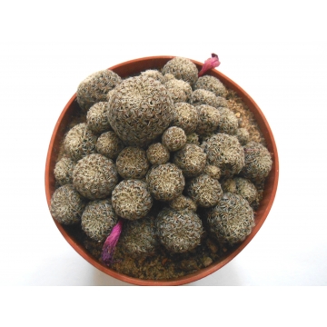 Sulcorebutia gemmae LH1125...