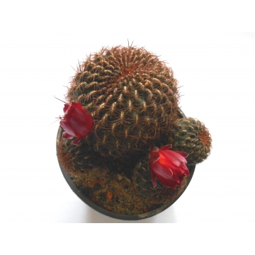 Sulcorebutia vanbaelii