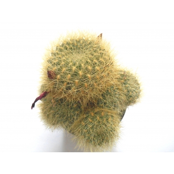 Sulcorebutia swobodae