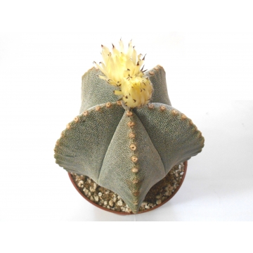 Astrophytum myriostigma