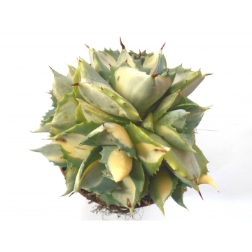 Agave isthmensis variegated