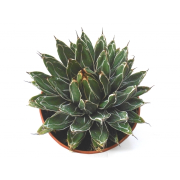 Agave victoriae reginae