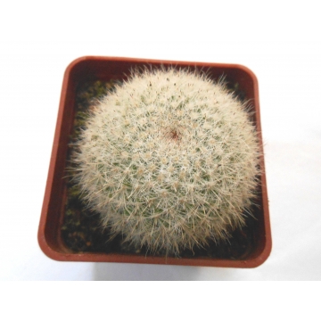 Mammillaria klissingiana