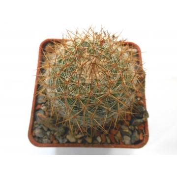 Mammillaria weisingeri