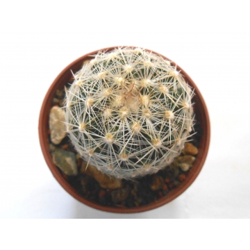 Escobaria vivipara