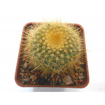 Parodia chrysacanthion