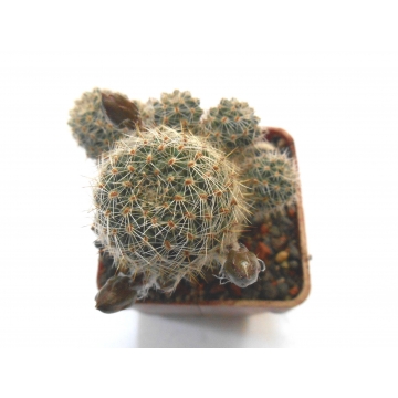 Rebutia spegazziniana