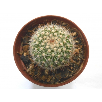 Mammillaria woodsii